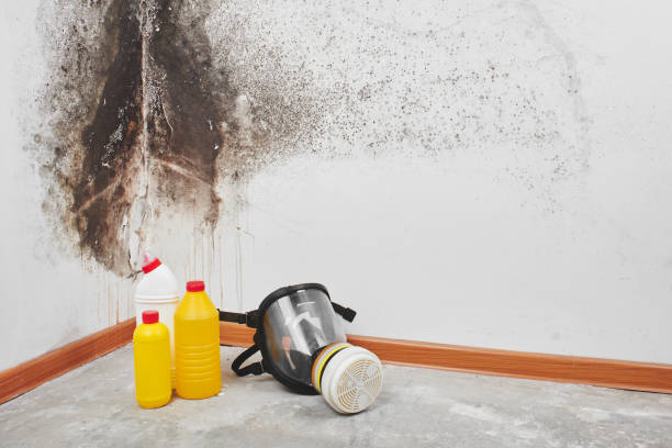 Best Certified Mold Removal  in Lenox, IA