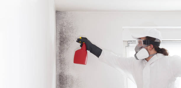 Best Mold Testing and Removal  in Lenox, IA