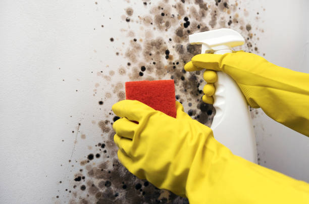Best Same-Day Mold Removal  in Lenox, IA