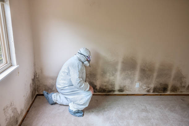 Best Toxic Mold Removal  in Lenox, IA